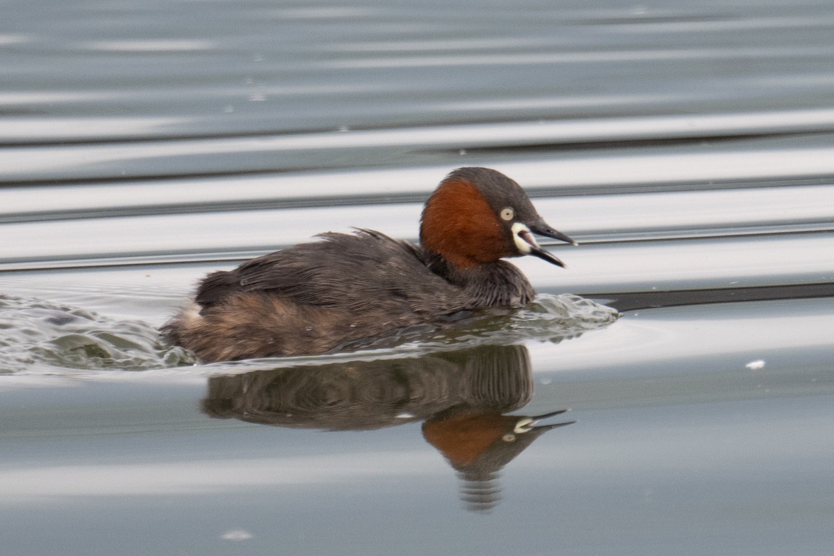 Little Grebe - ML634157829