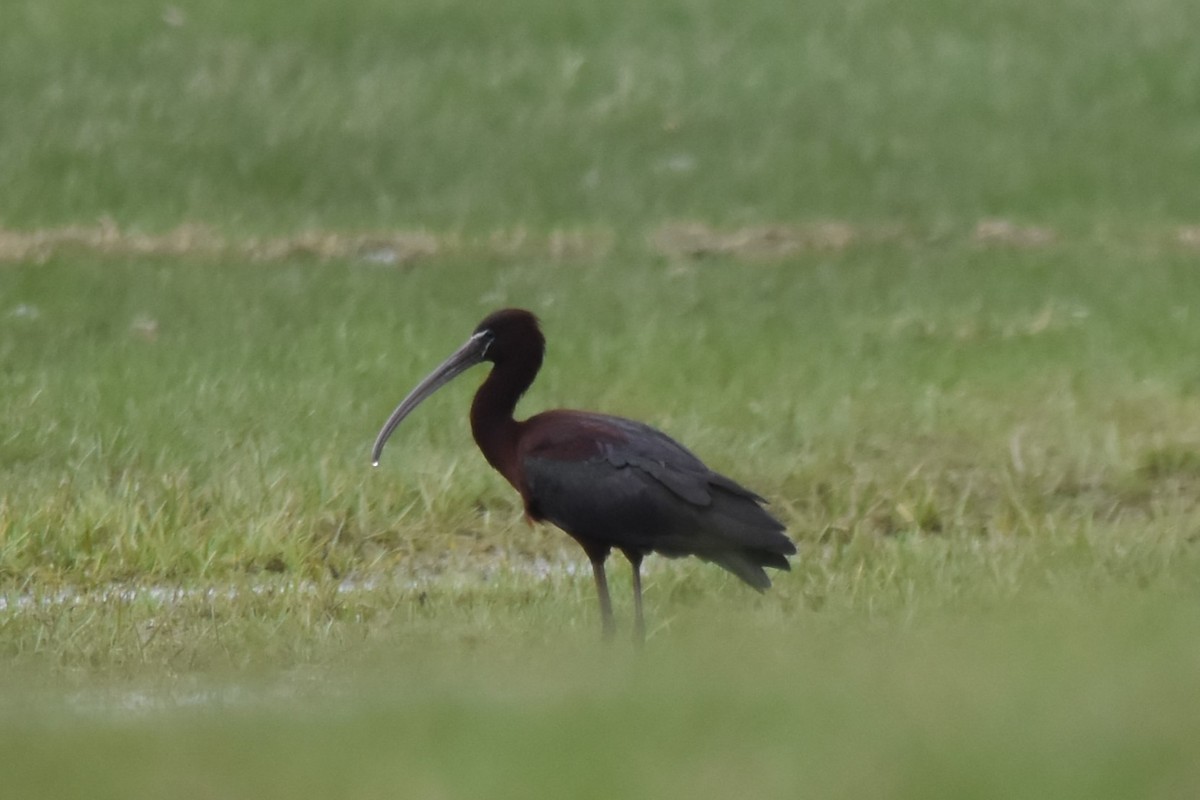 Mignattaio - ML634157844