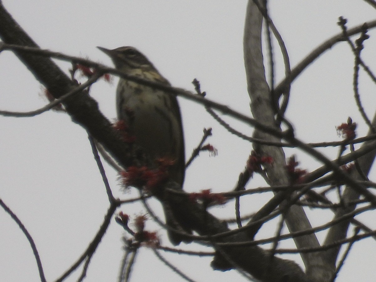Louisiana Waterthrush - ML634157855