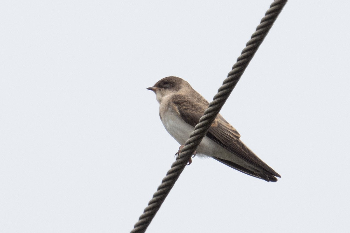 Gray-throated Martin - ML634157909