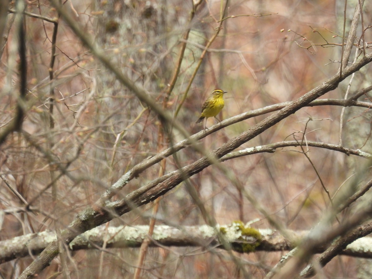 Palm Warbler - ML634157918