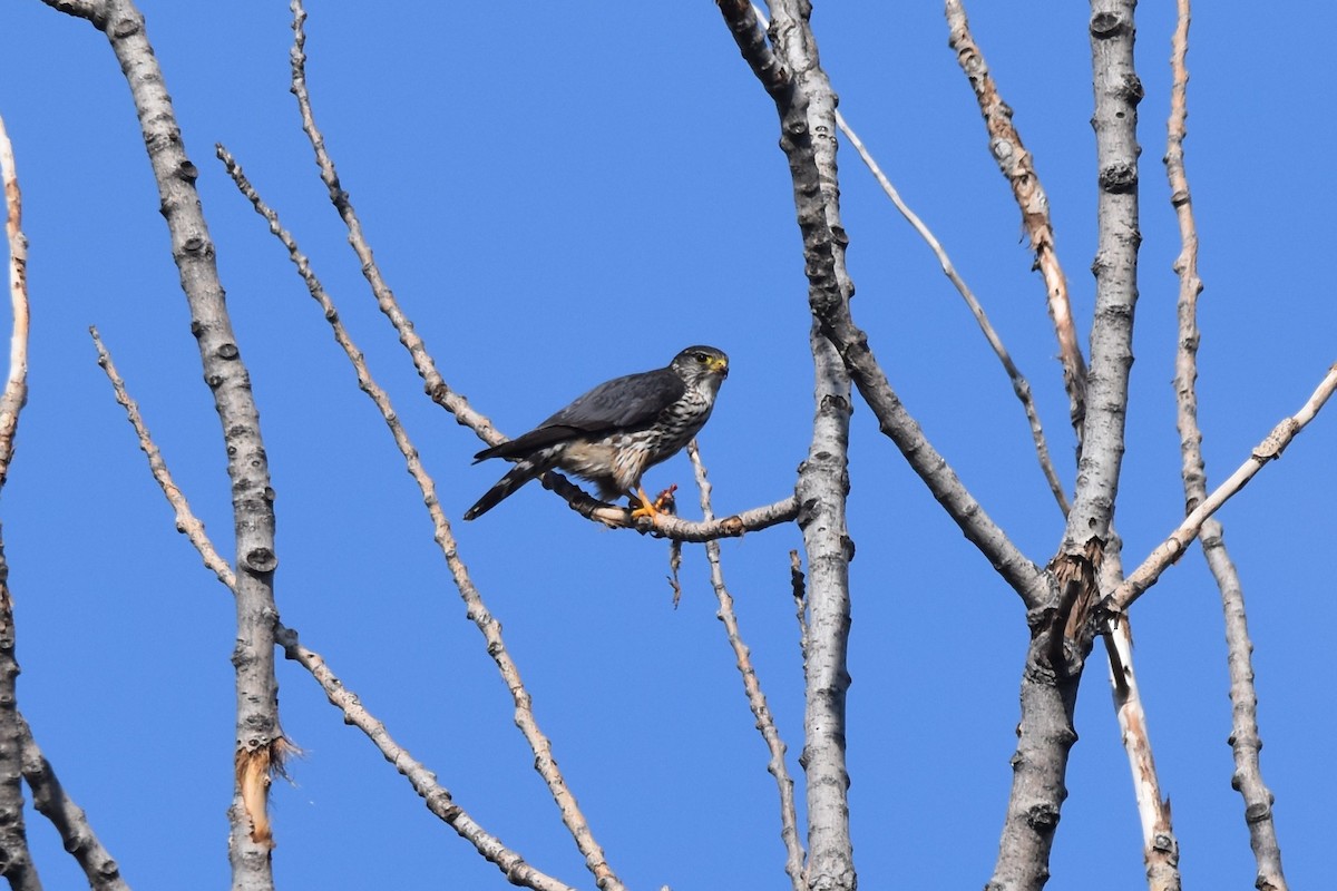 Smeriglio - ML634157937