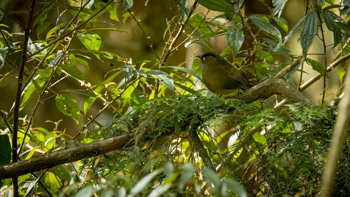 Taiwan Liocichla - ML634158186