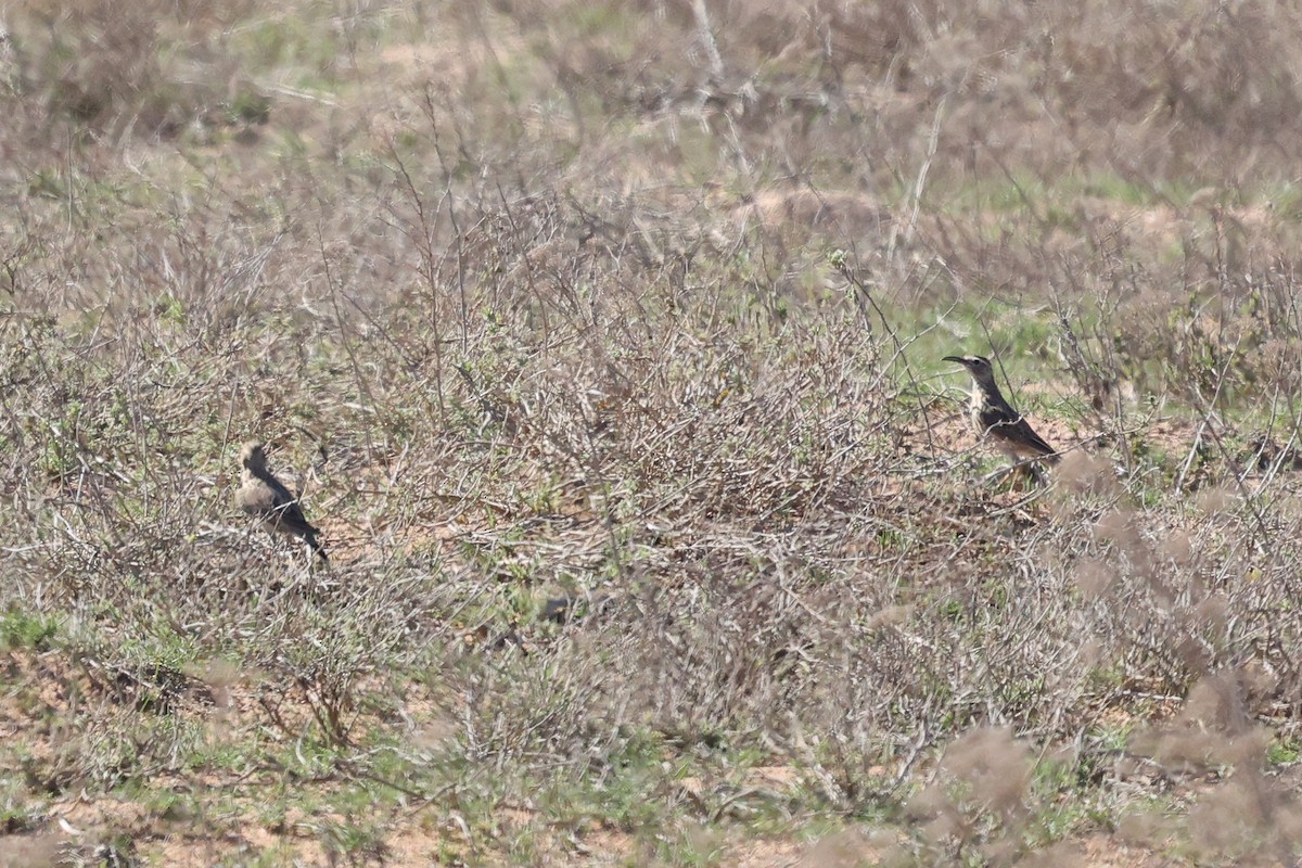Cape Long-billed Lark (Cape) - ML634158191