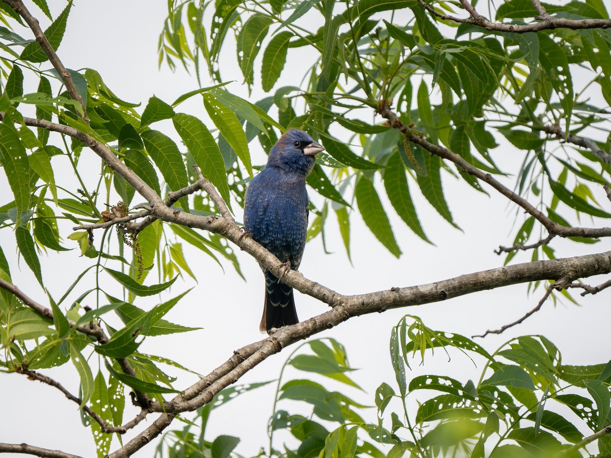 Blue Grosbeak - ML634158258
