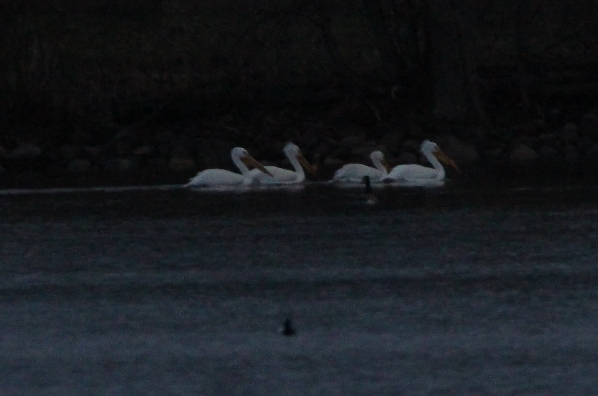 American White Pelican - ML634158261