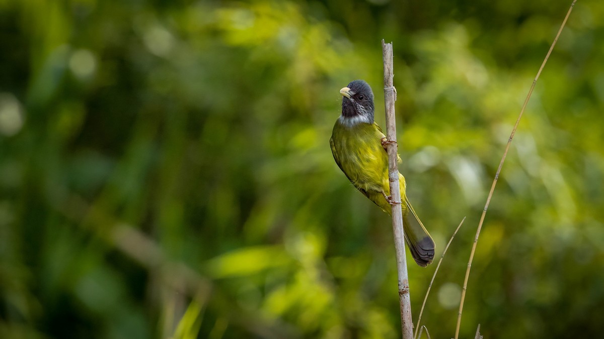 Collared Finchbill - ML634158266