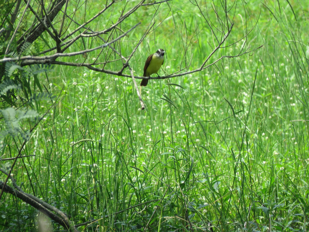 Great Kiskadee - ML634158295