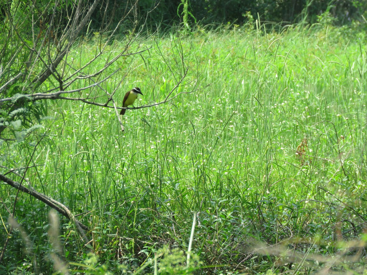 Great Kiskadee - ML634158296