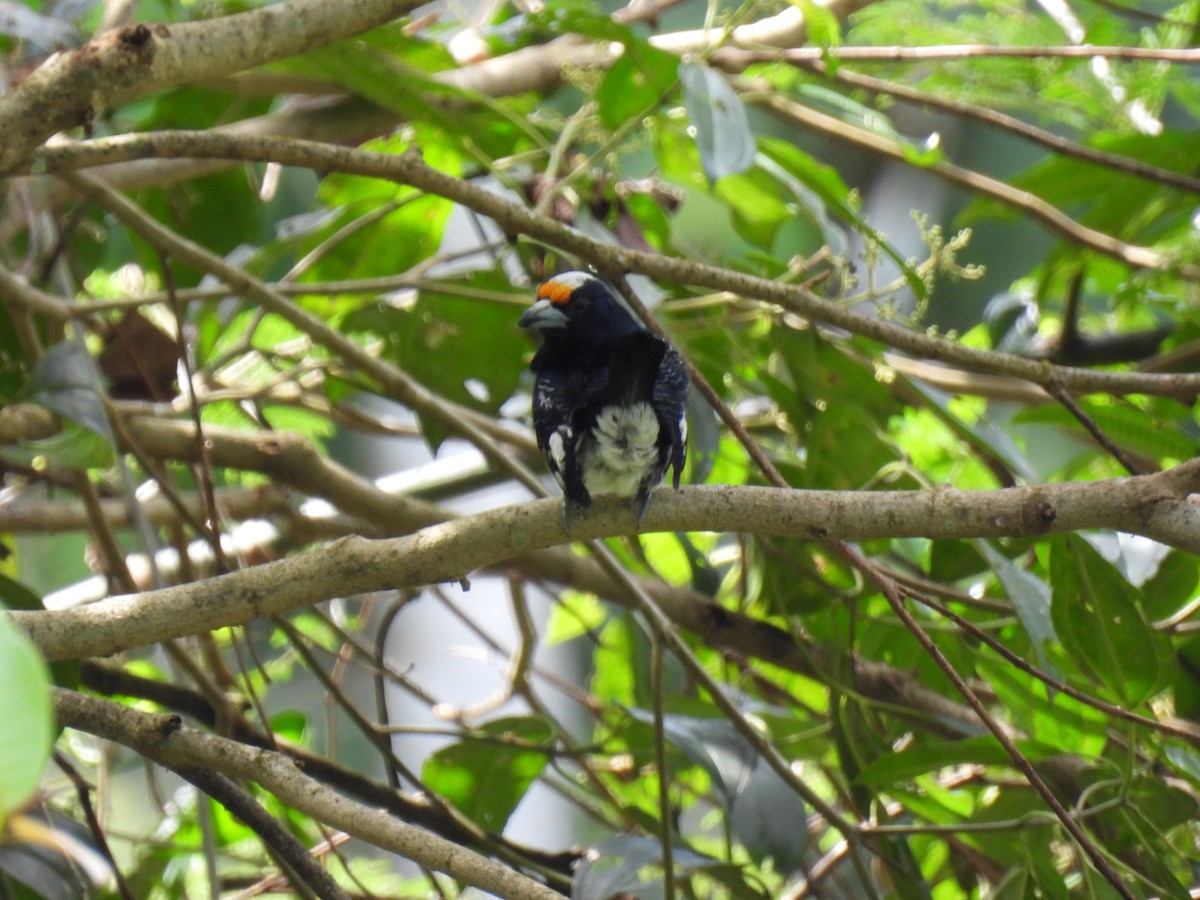 Orange-fronted Barbet - ML634158315