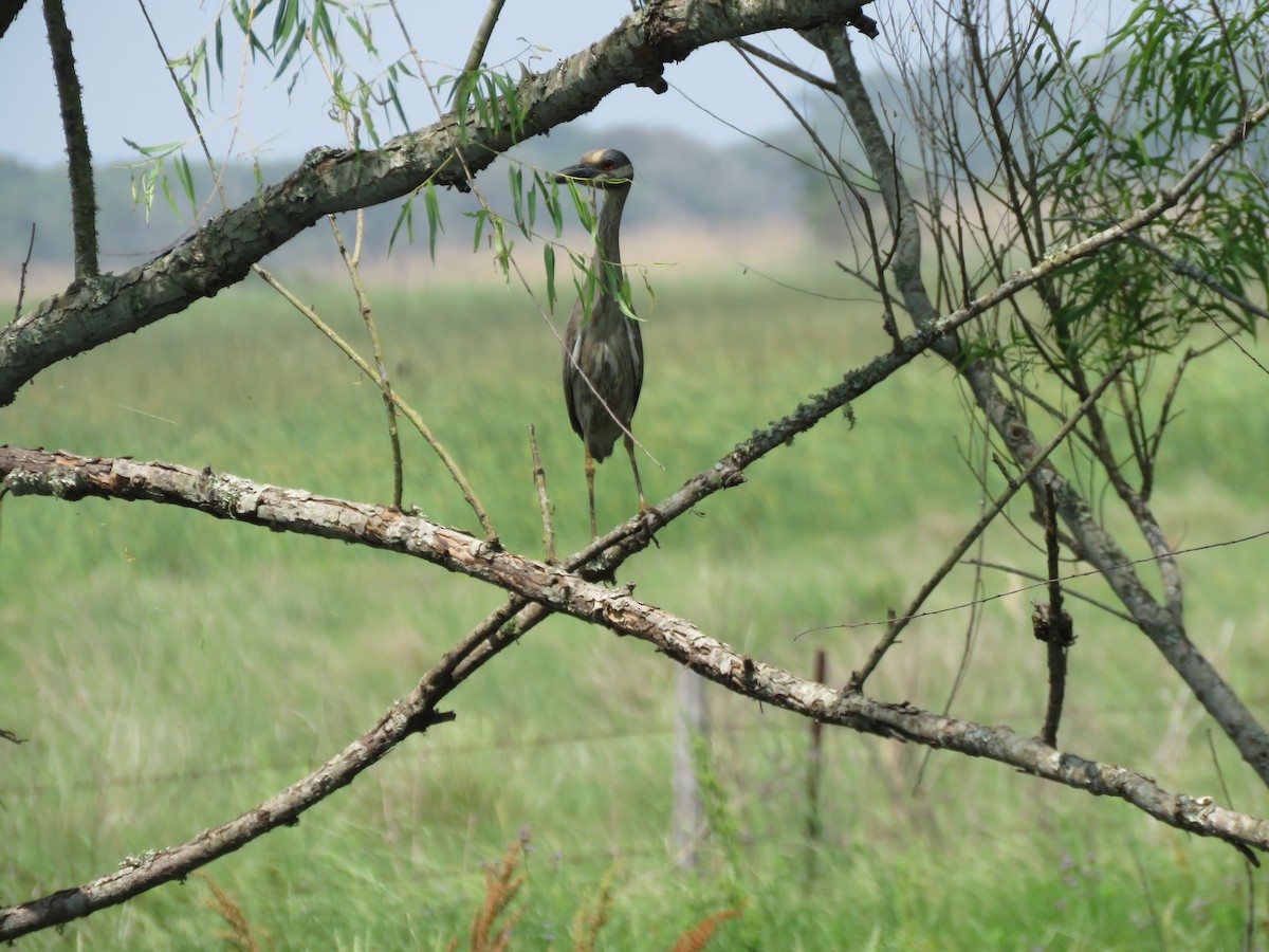 Yellow-crowned Night Heron - ML634158333