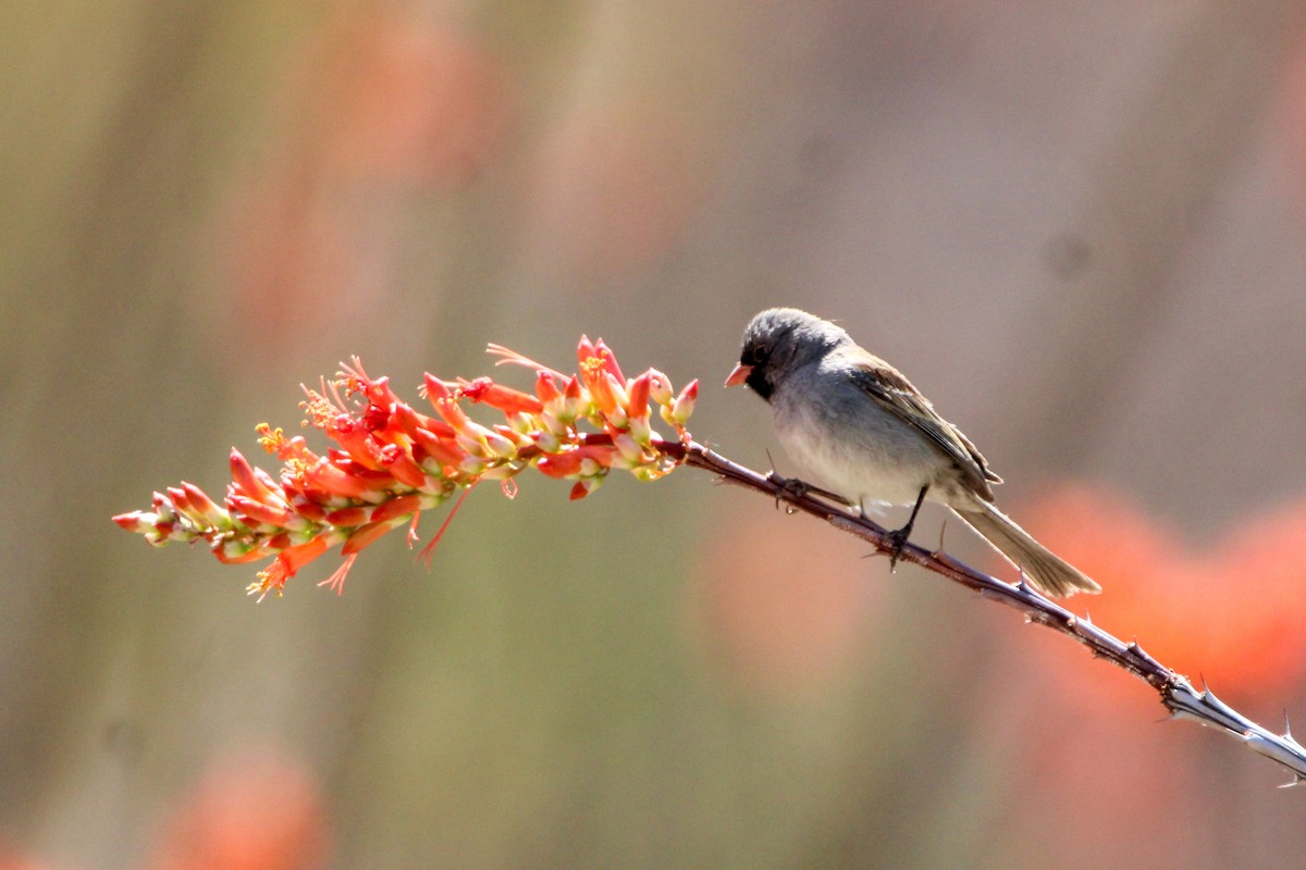 Black-chinned Sparrow - ML634158344