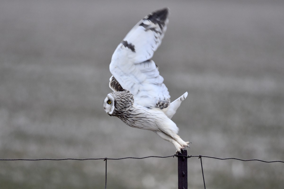 Short-eared Owl (Northern) - ML634158365
