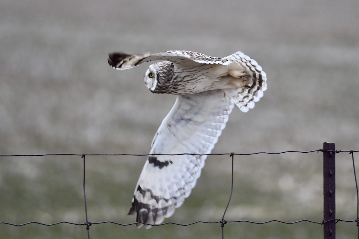 Short-eared Owl (Northern) - ML634158366