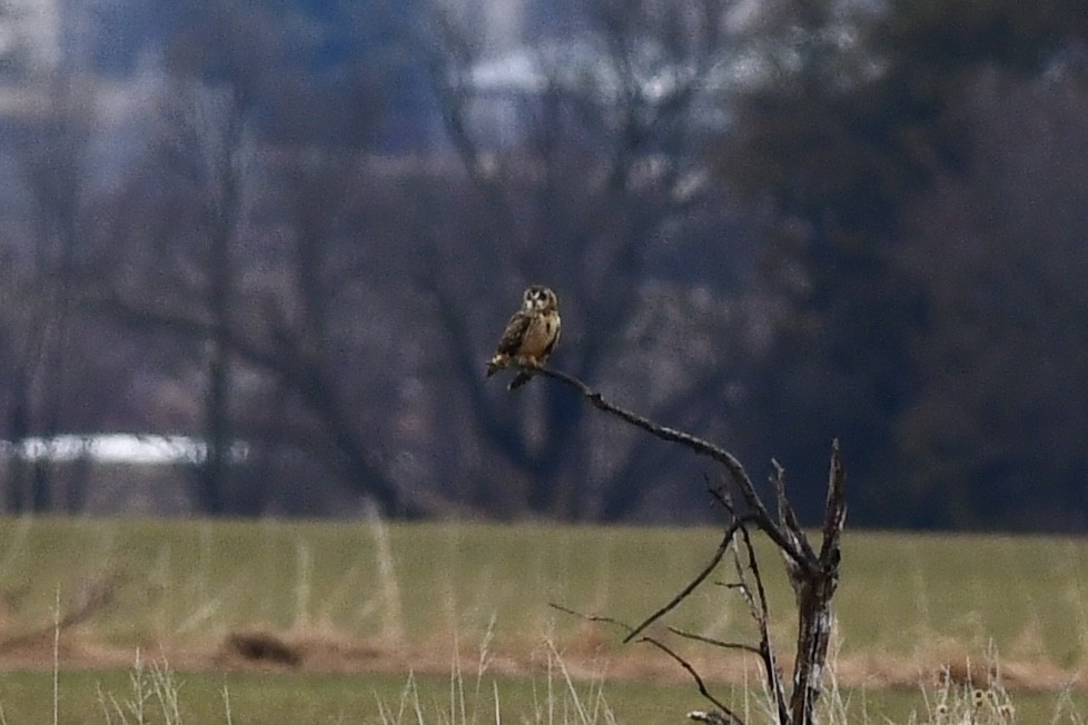 Short-eared Owl (Northern) - ML634158392