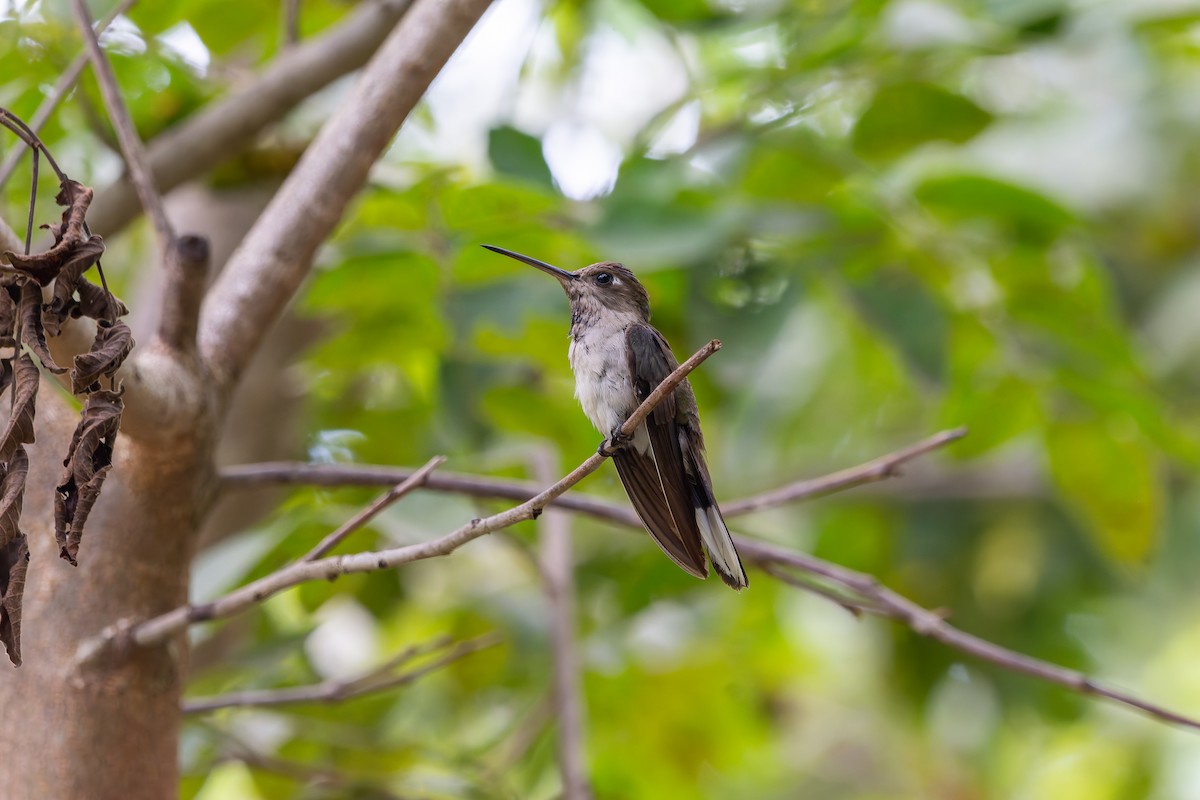 Outcrop Sabrewing - ML634158396