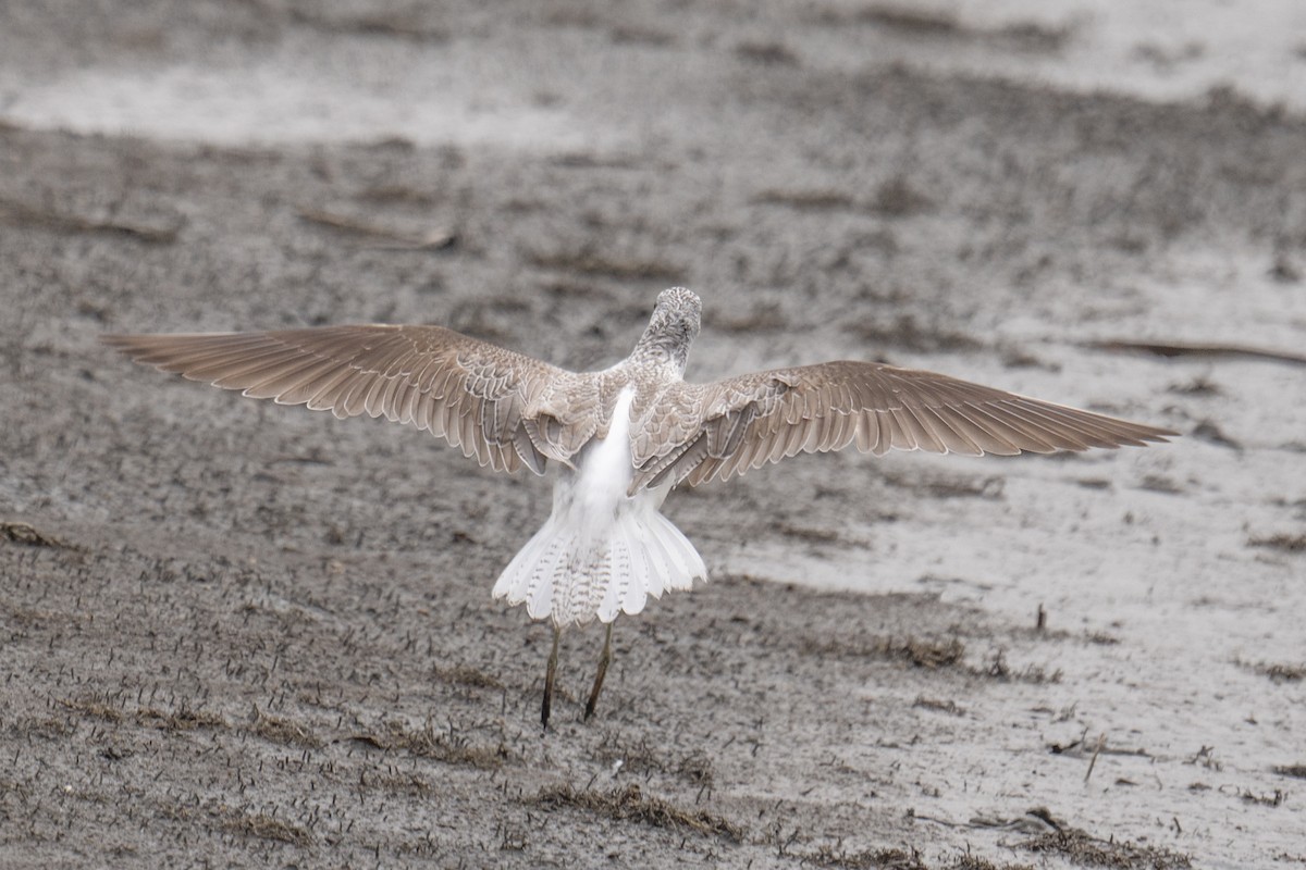 Common Greenshank - ML634158553