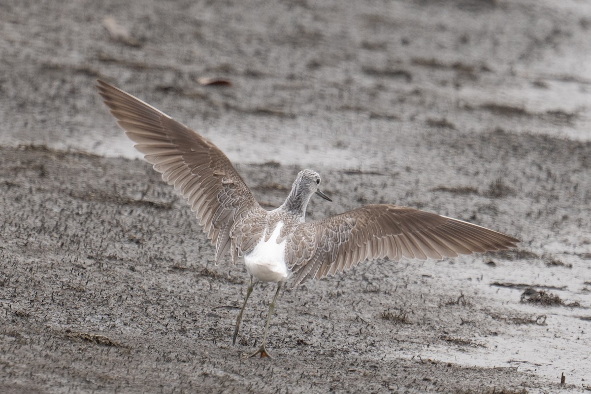 Common Greenshank - ML634158554
