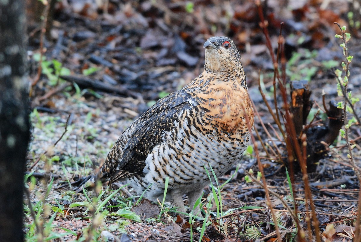 Western Capercaillie - ML634158598