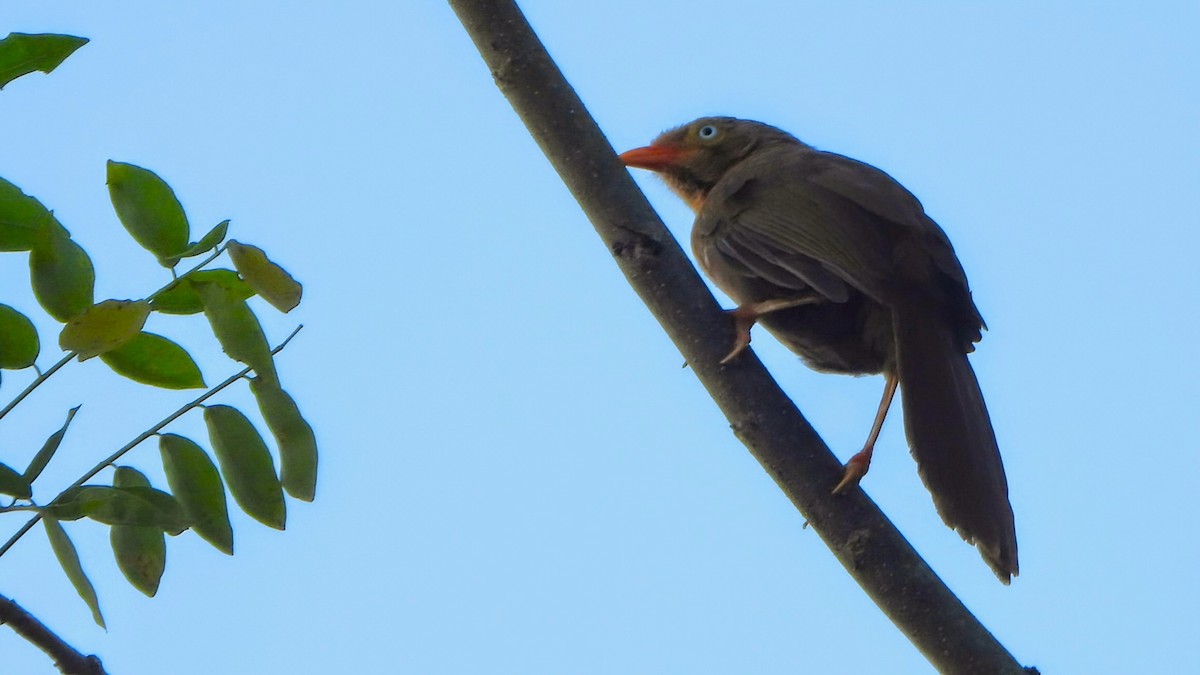 Orange-billed Babbler - ML634158614