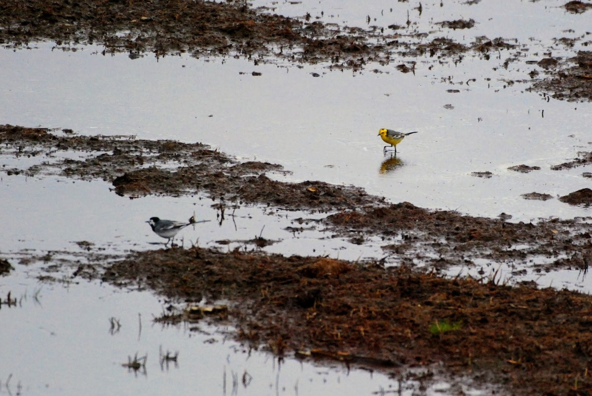 Citrine Wagtail - ML634158633