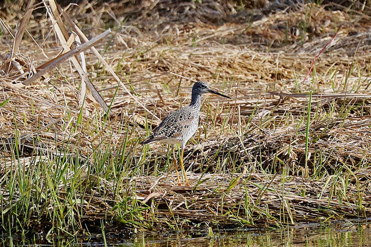 Greater Yellowlegs - ML634158688