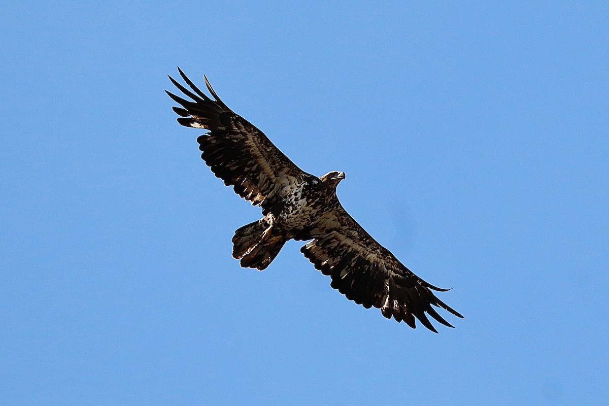 Bald Eagle - ML634158697