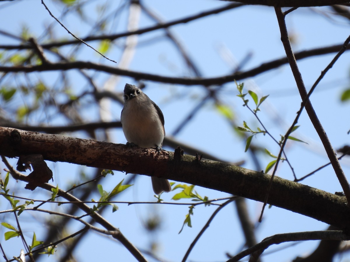 Tufted Titmouse - ML634158707