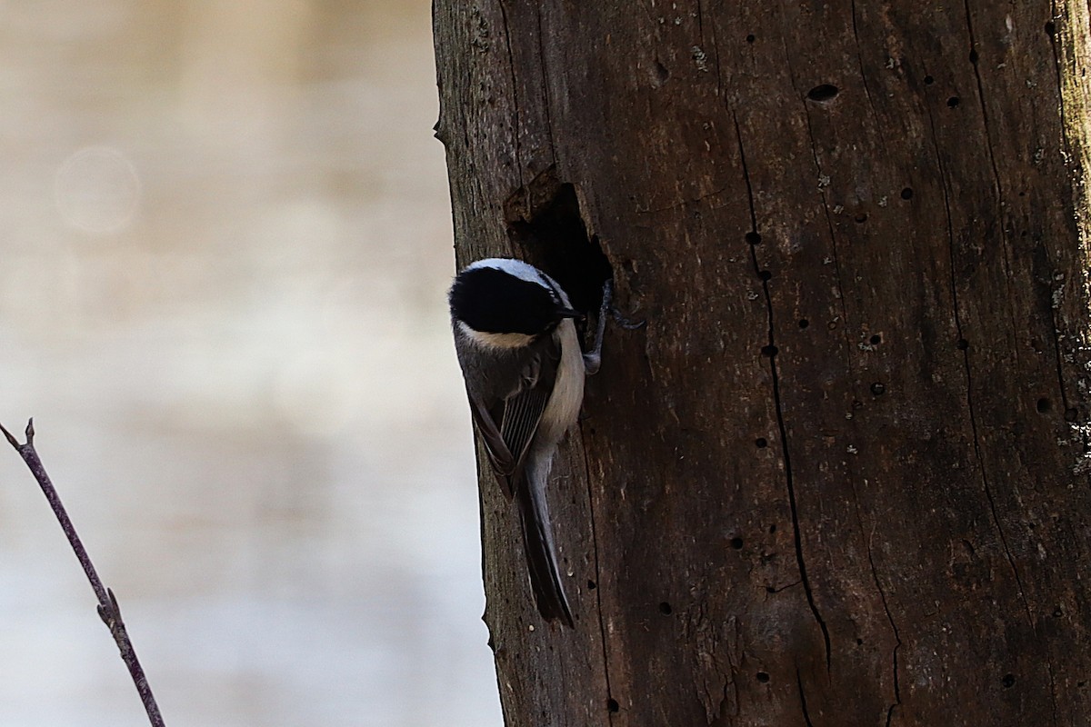 Black-capped Chickadee - ML634158708