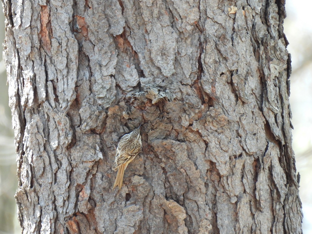 Brown Creeper - ML634158715