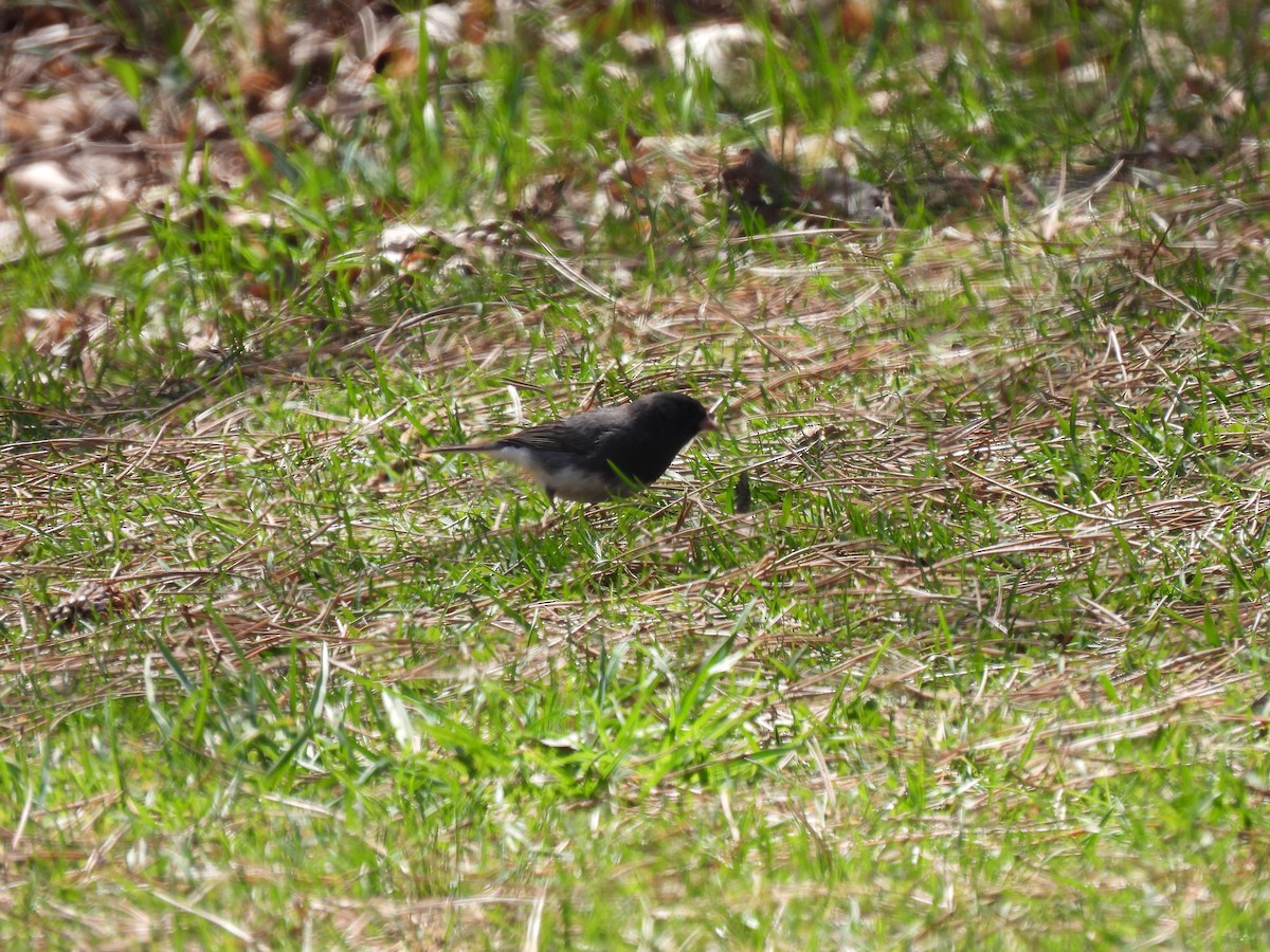 Kara Gözlü Junko (hyemalis/carolinensis) - ML634158761