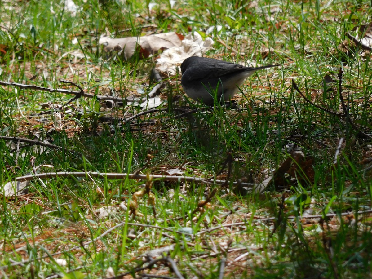 Kara Gözlü Junko (hyemalis/carolinensis) - ML634158762