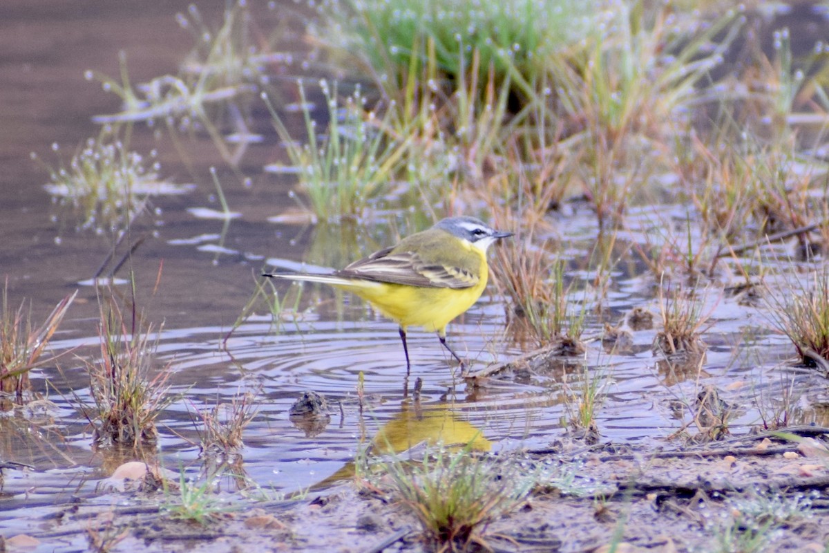 Western Yellow Wagtail - ML634158828