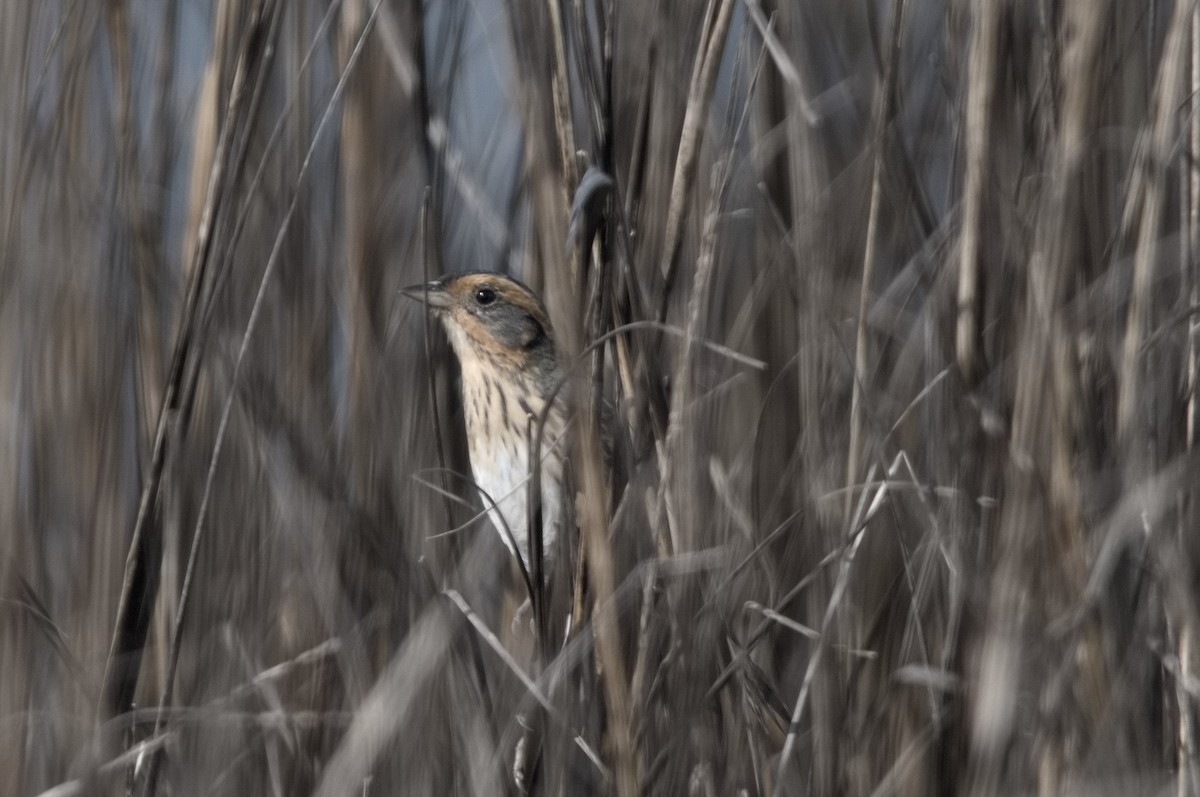 Nelson's Sparrow - ML634158857