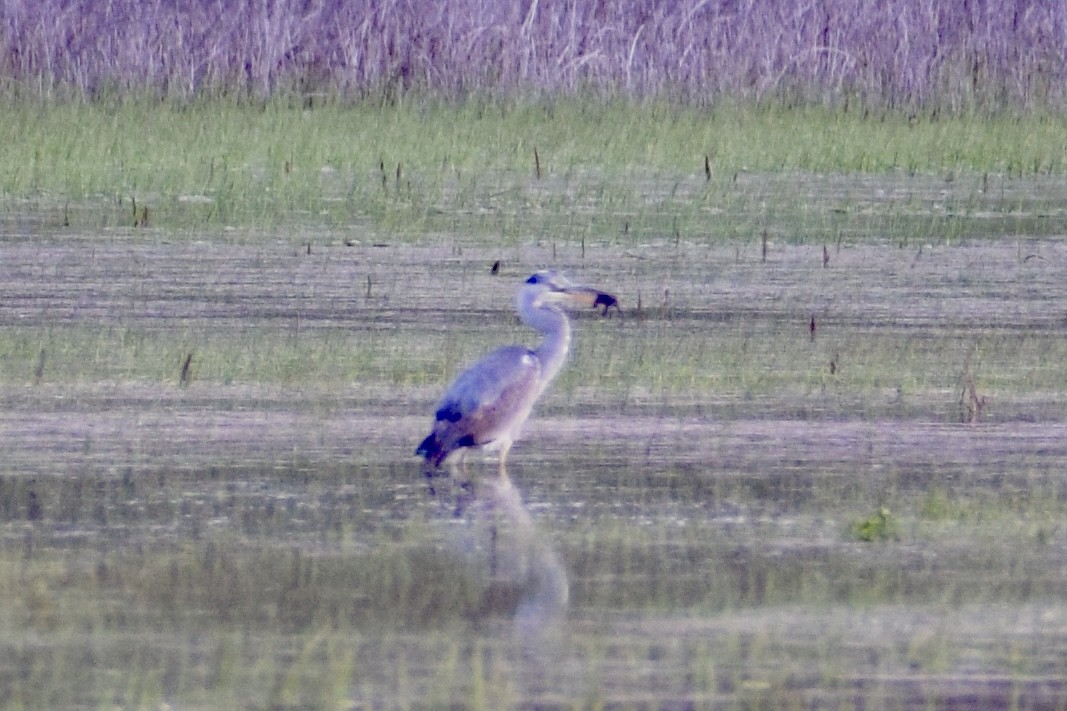 Gray Heron - ML634158867