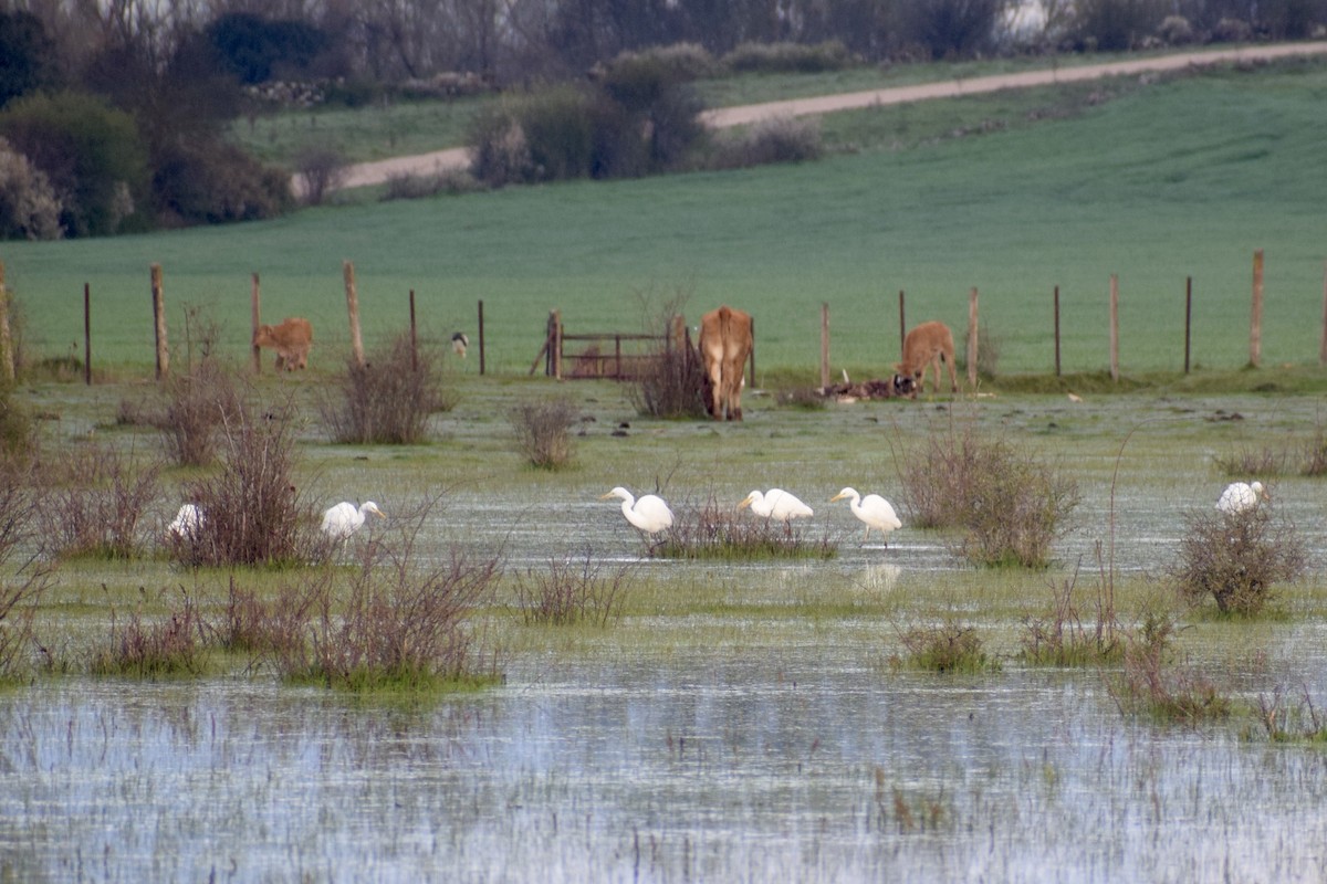 Great Egret - ML634158903