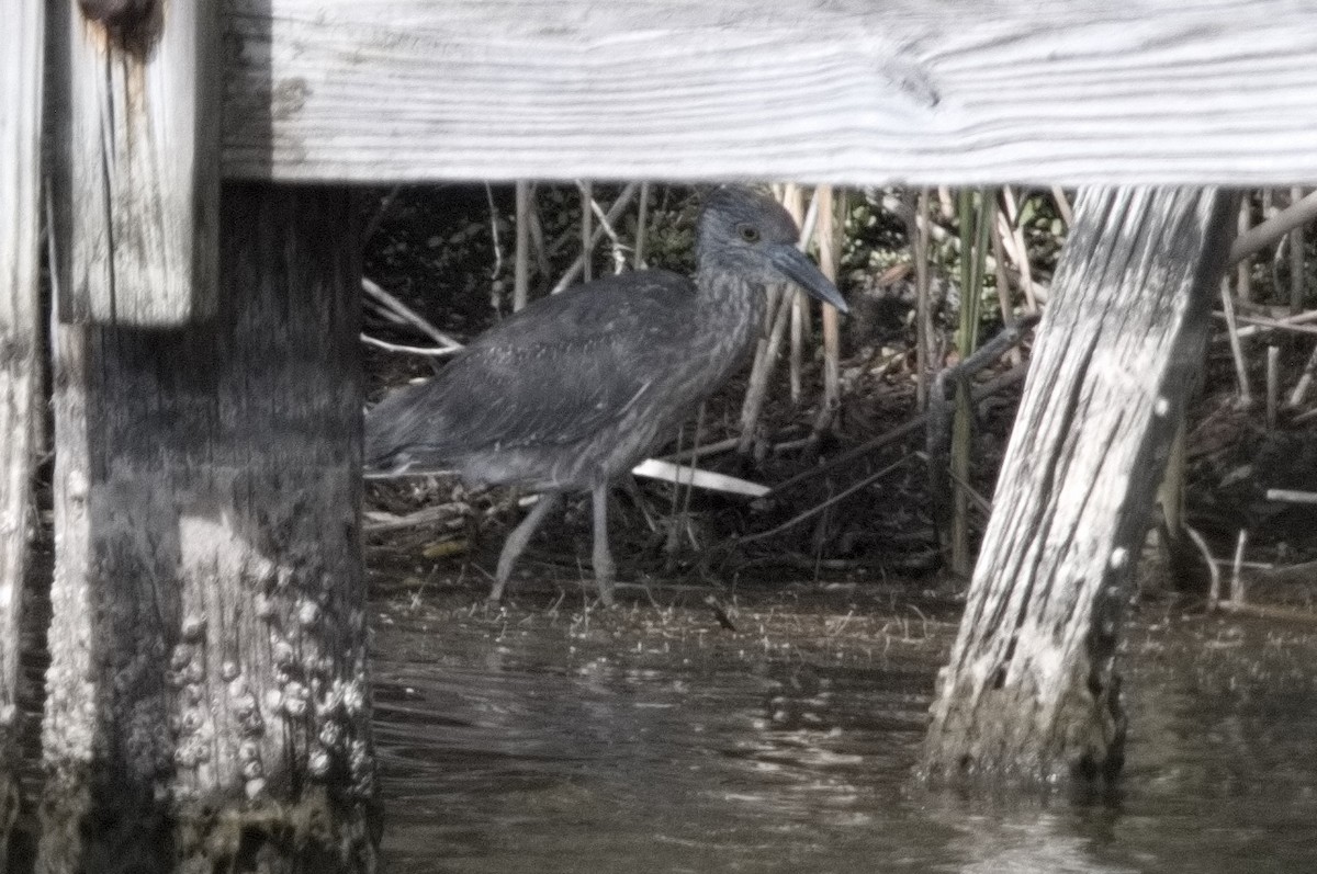 Yellow-crowned Night Heron - ML634158912