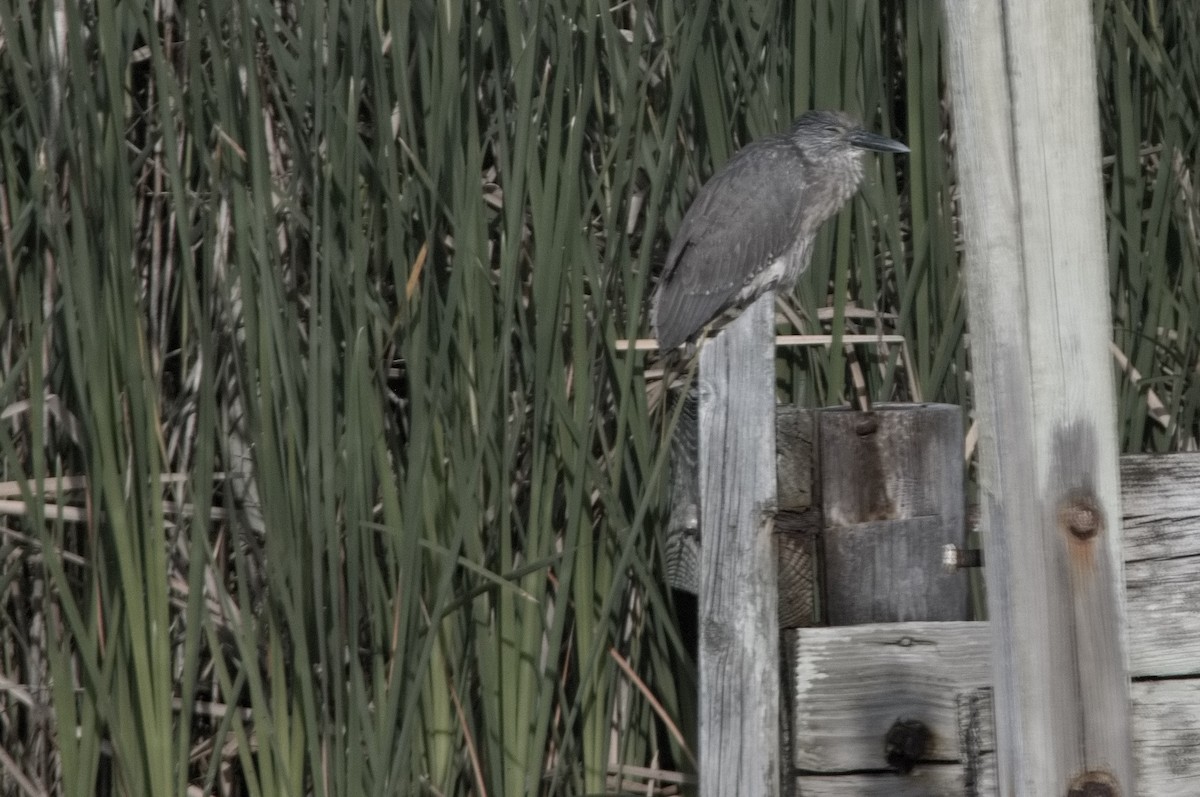 Yellow-crowned Night Heron - ML634158913