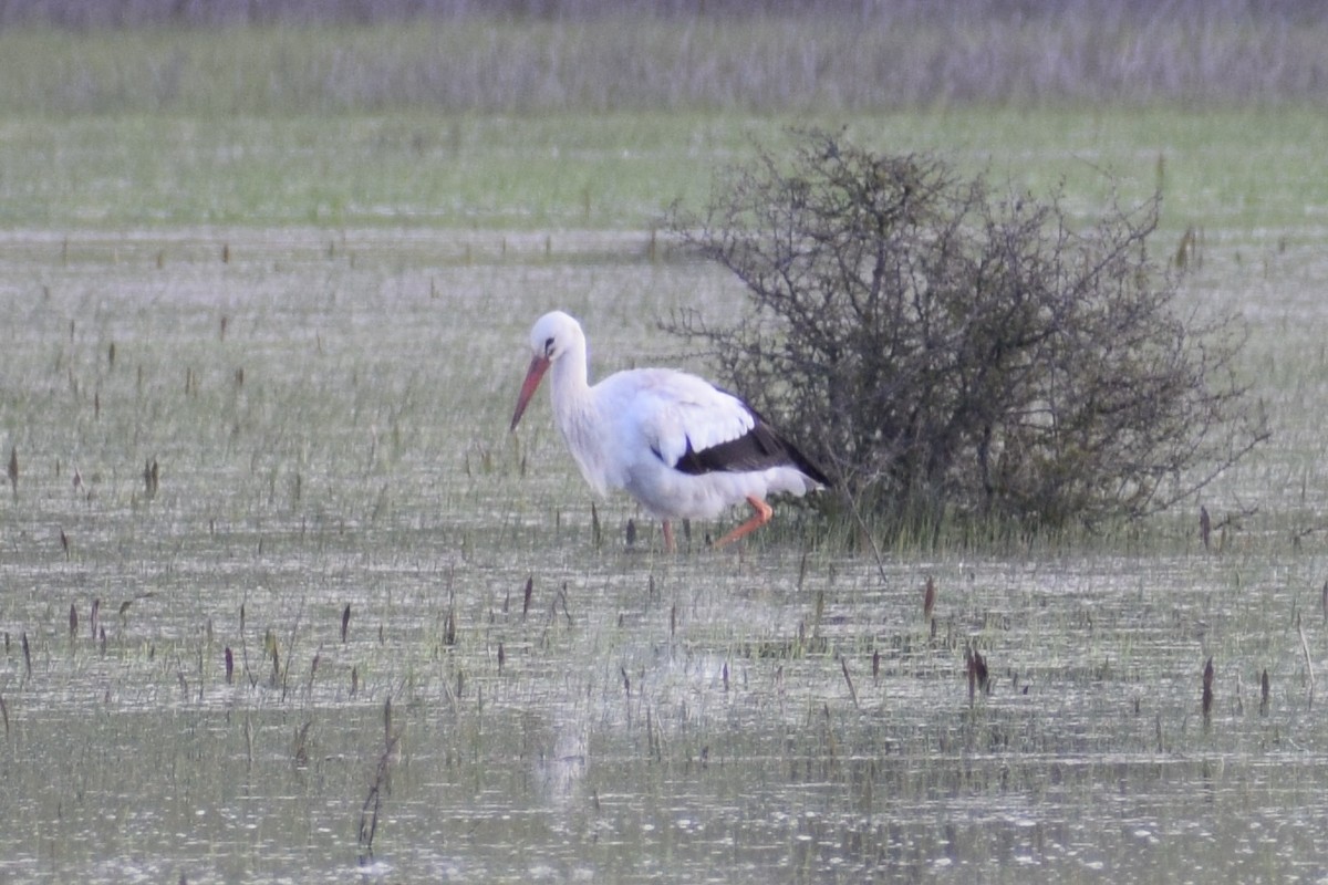 White Stork - ML634158961