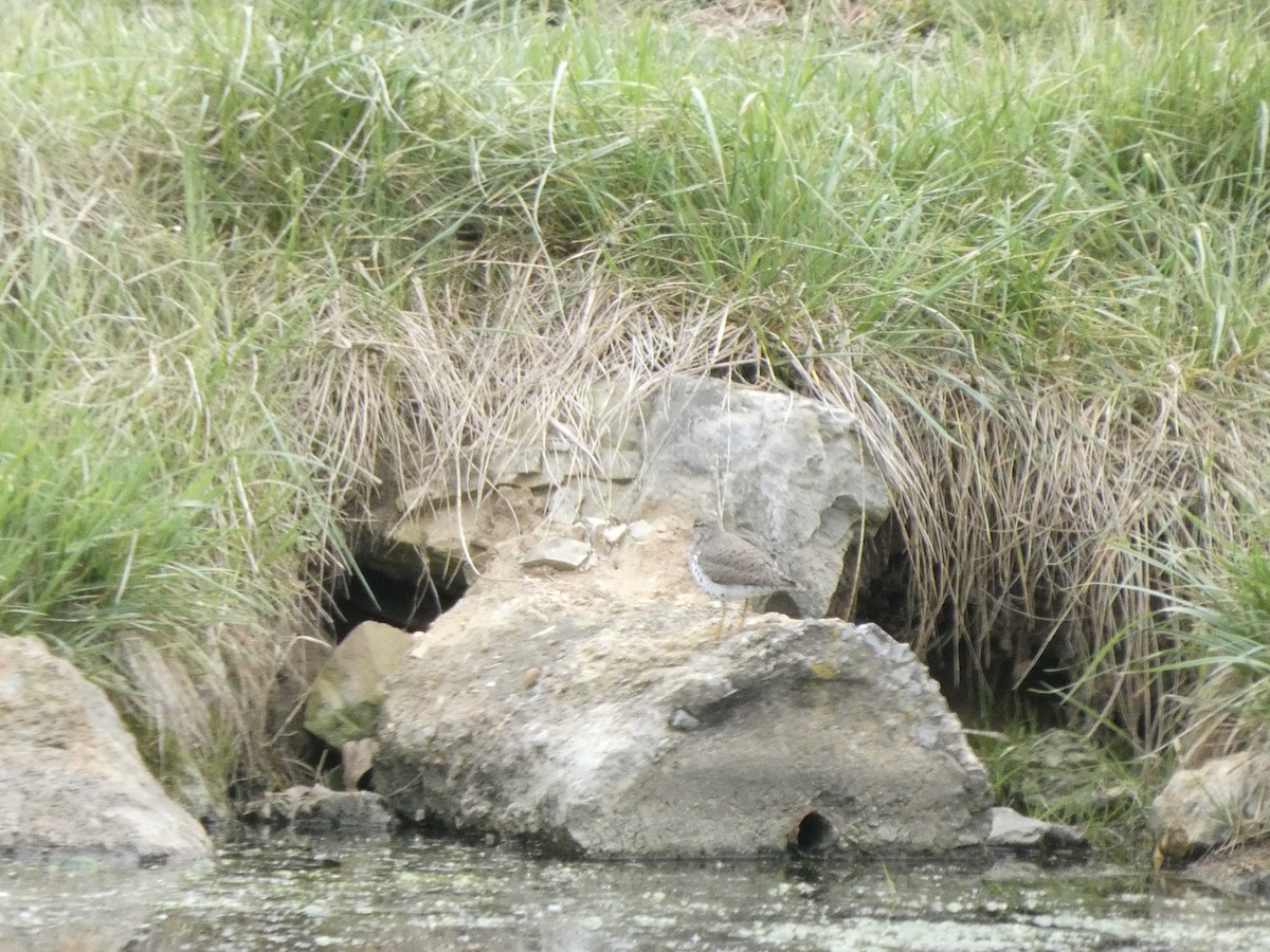 Spotted Sandpiper - ML634159050