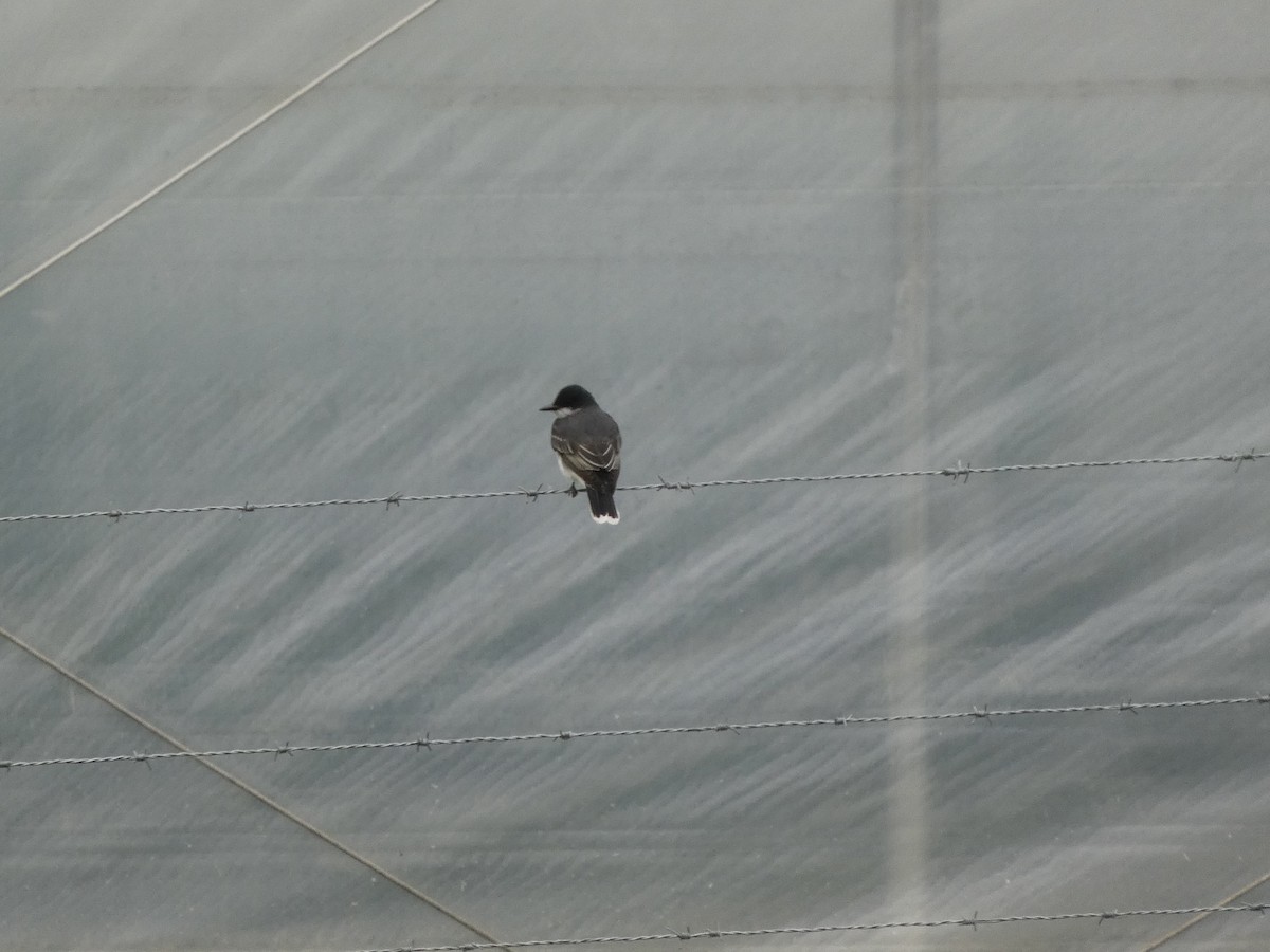 Eastern Kingbird - ML634159054