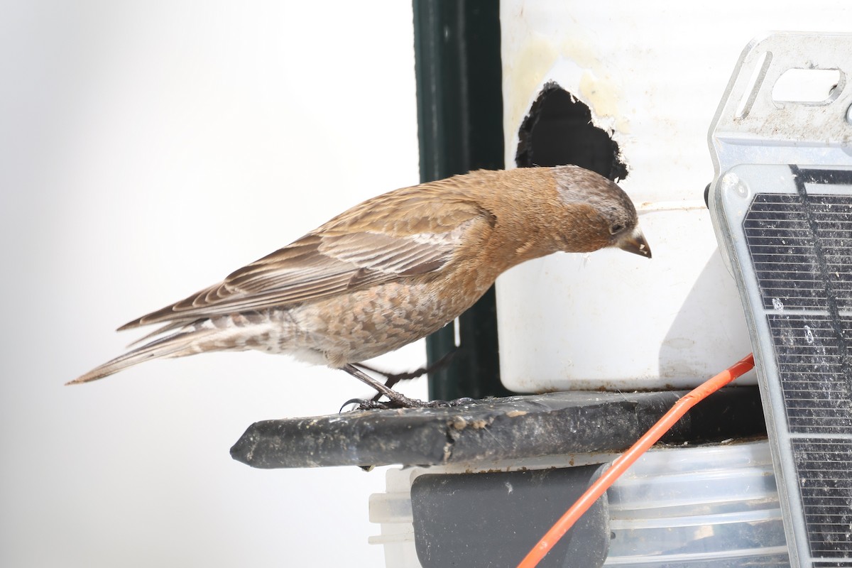 rosy-finch sp. - ML634159075