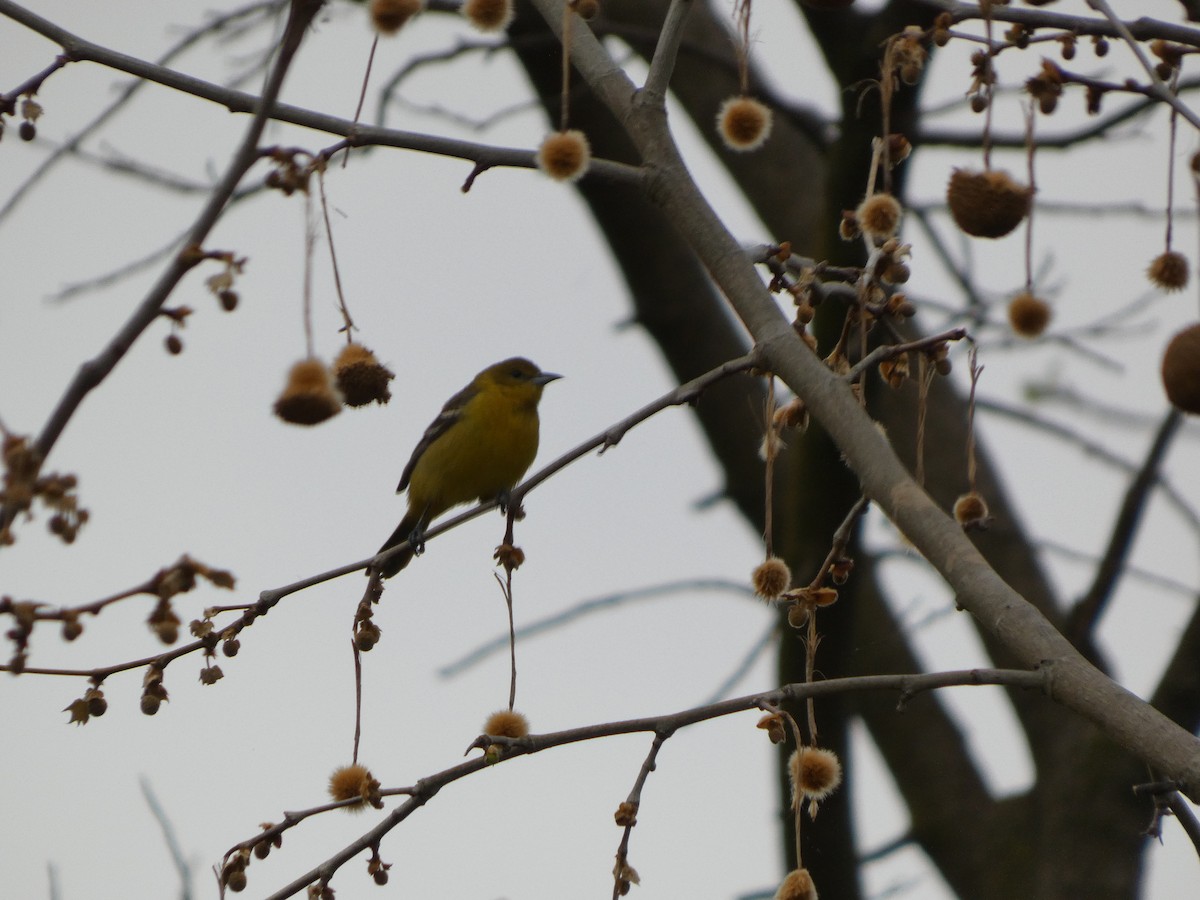 Baltimore Oriole - ML634159095