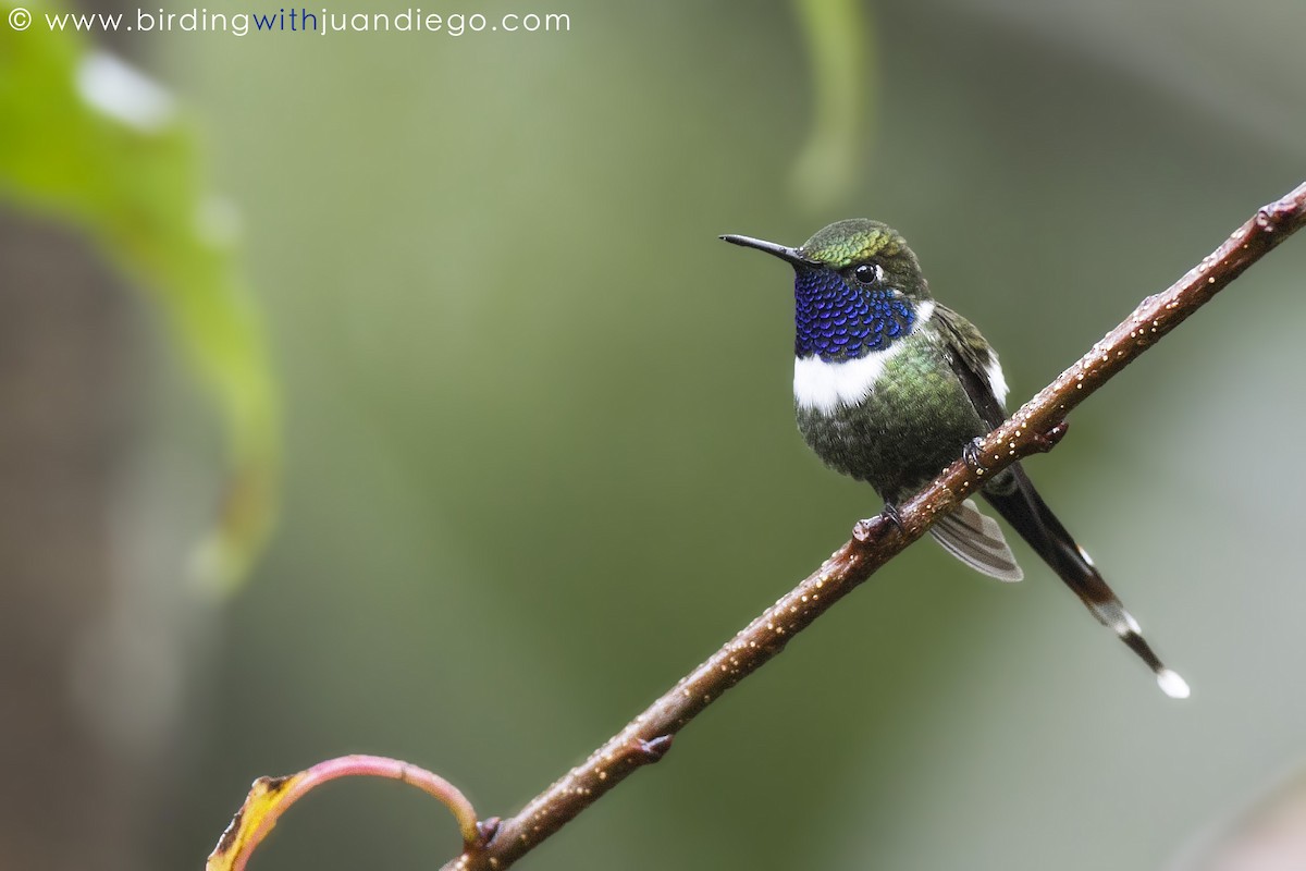 Sparkling-tailed Hummingbird - Juan Diego Vargas