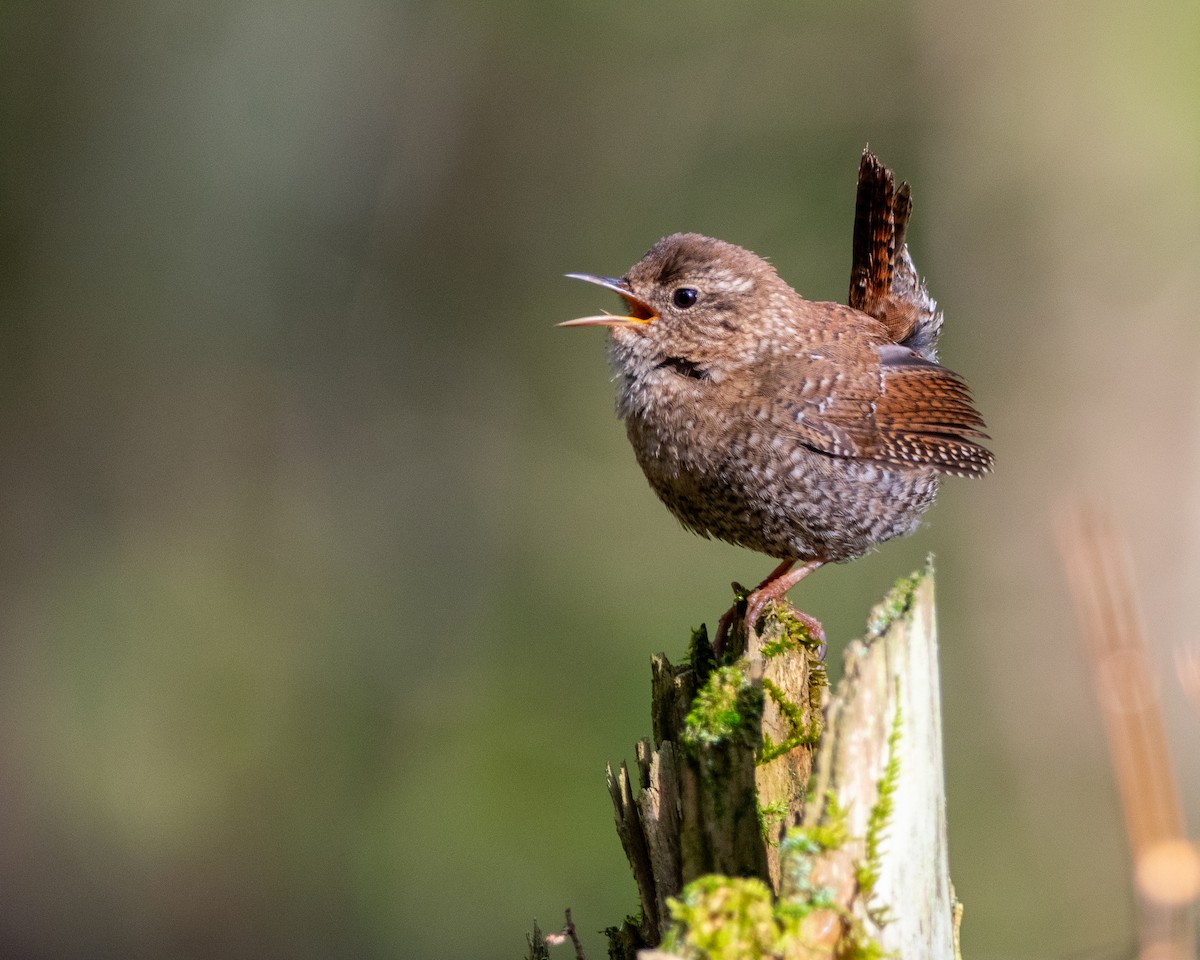 Winter Wren - ML634159244