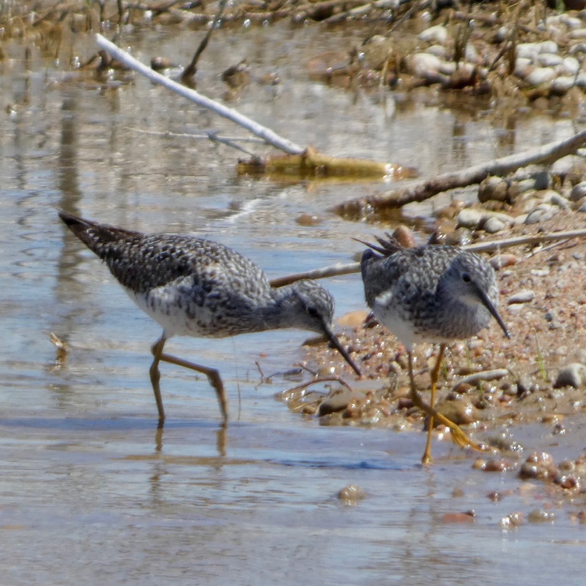 Greater Yellowlegs - ML634159281