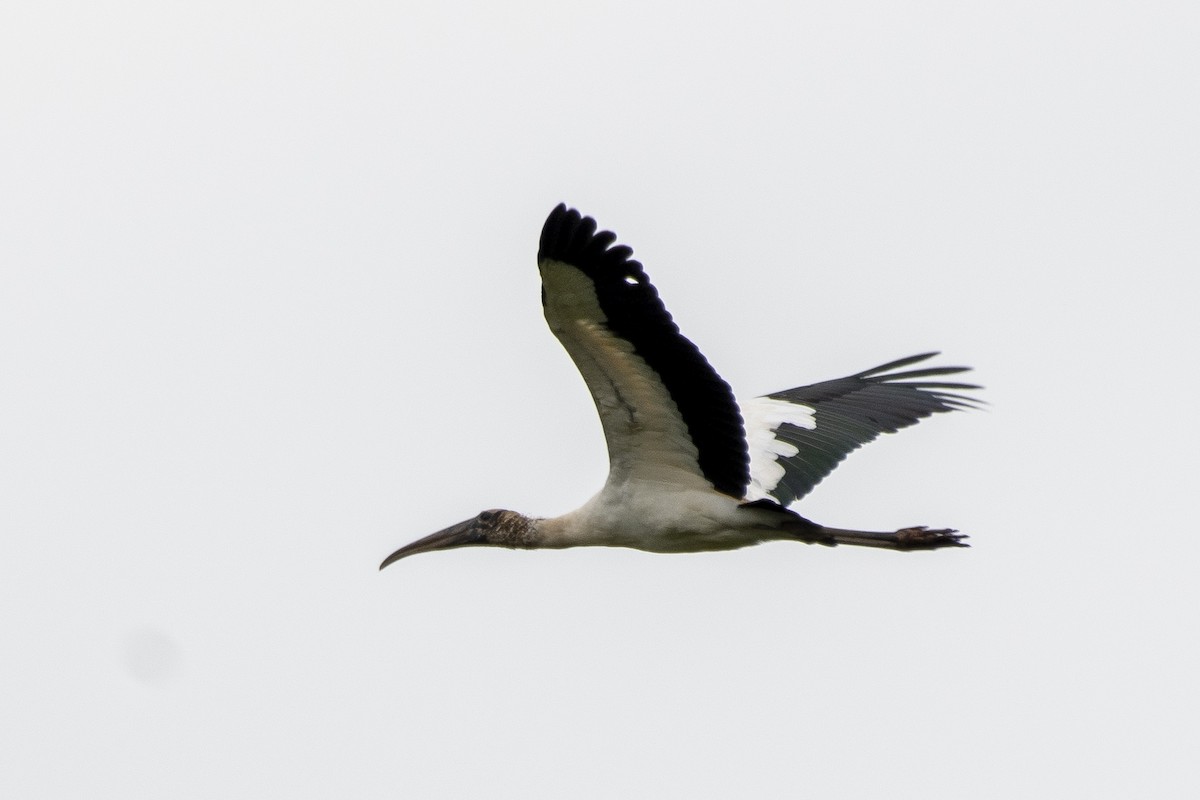 Wood Stork - ML634159340