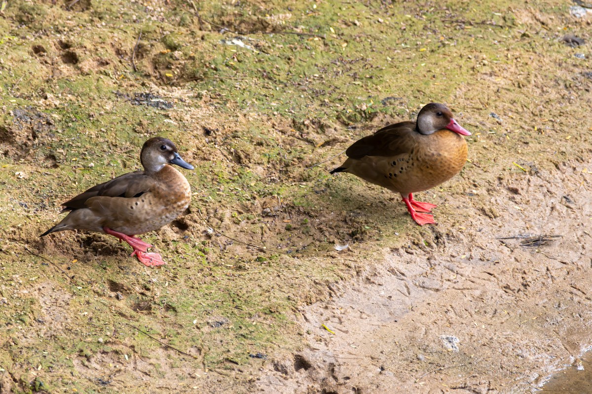 kachnička amazonská - ML634159361