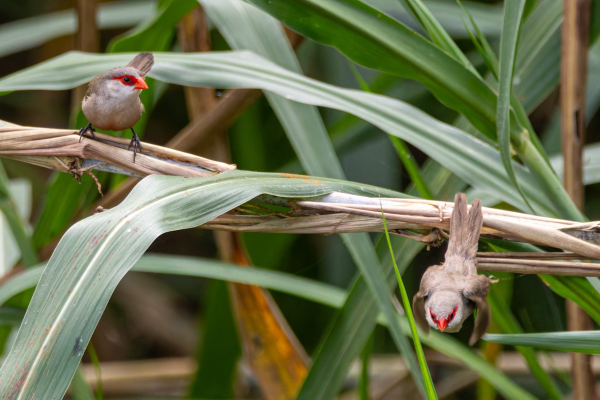 astrild vlnkovaný - ML634159373