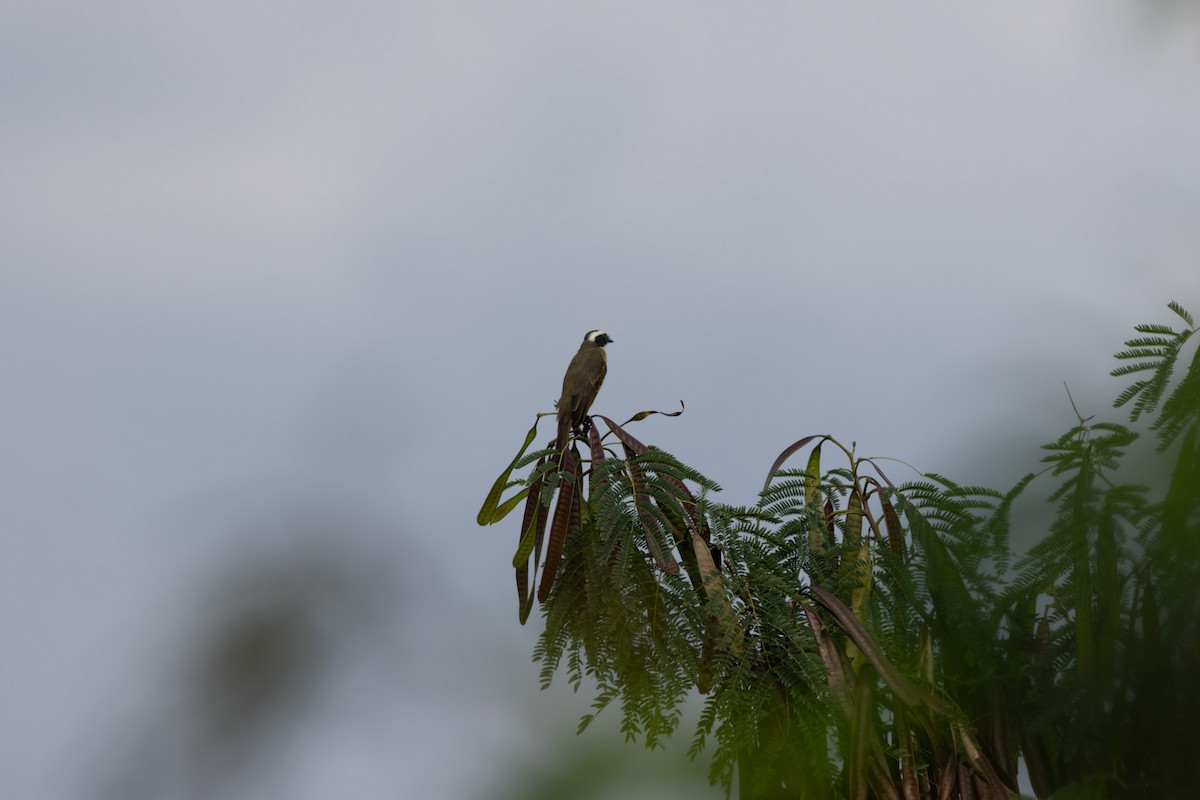 Social Flycatcher - ML634159396